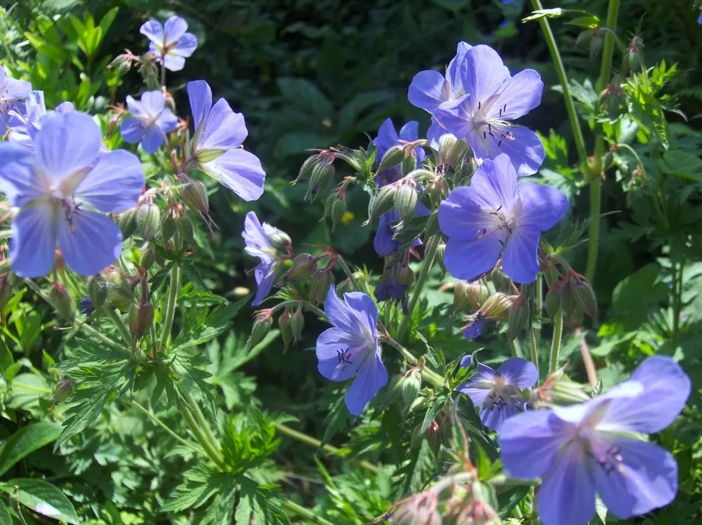 Герань Лесная Geranium sylvaticum