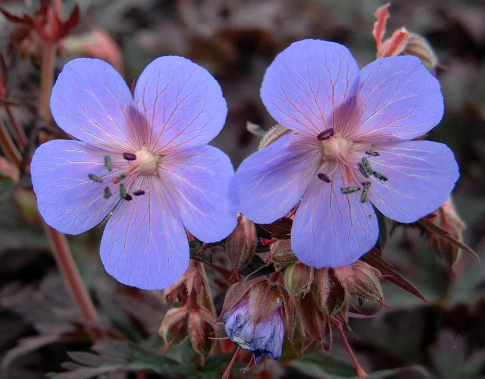 Герань Луговая [] Geranium pratense