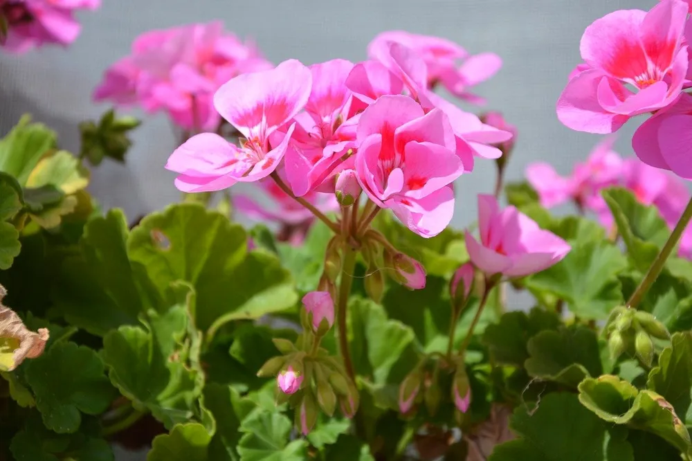 Герань Pelargonium Roseum