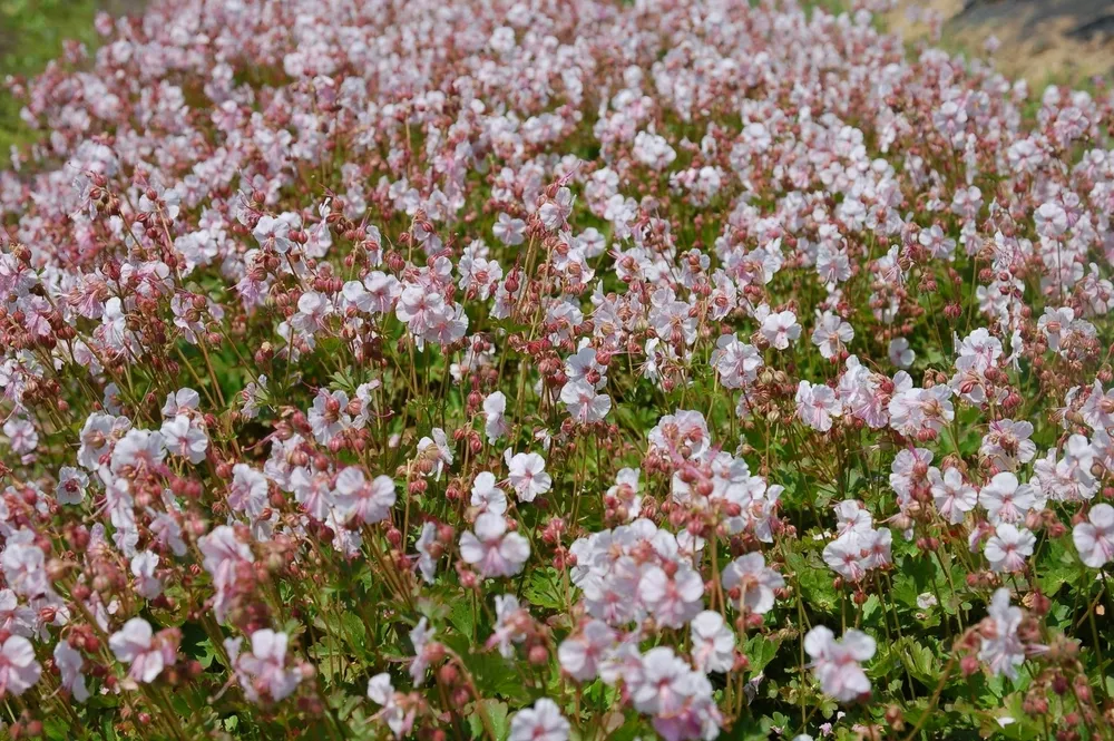 Geranium cantabrigiense Biokovo