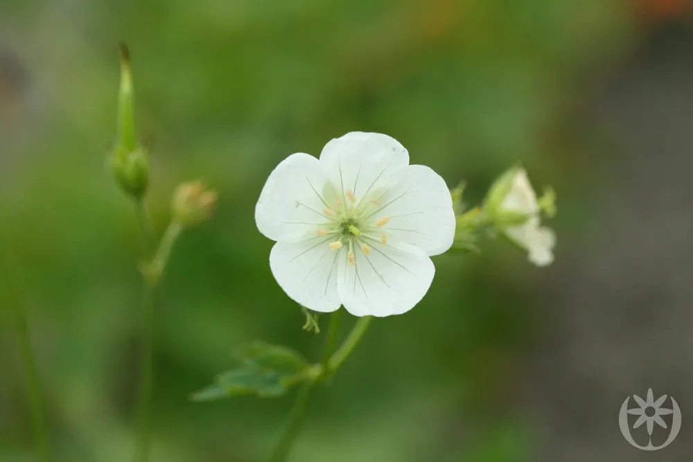 Geranium macrorrhizum ‘album