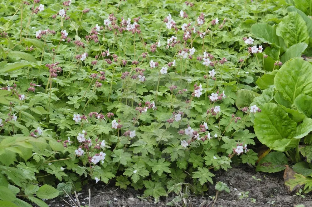 Geranium macrorrhizum Spessart