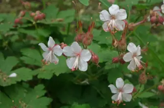 Geranium macrorrhizum Spessart