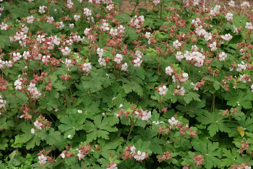 Geranium macrorrhizum Spessart