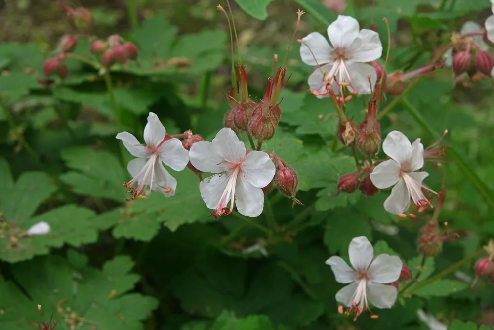 Geranium macrorrhizum Spessart