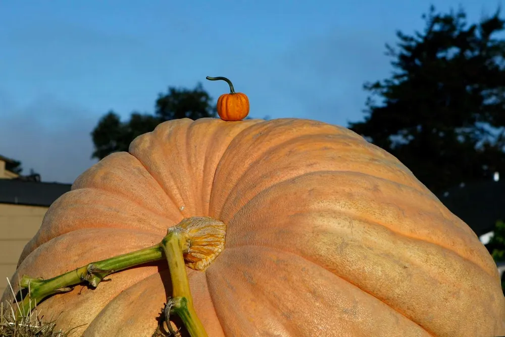 Giant Pumpkin