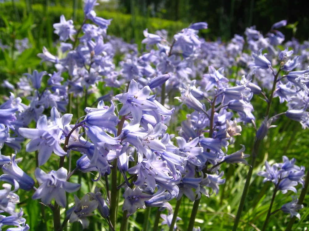 Гиацинтоидес испанский  hyacinthoides hispanica  Alba