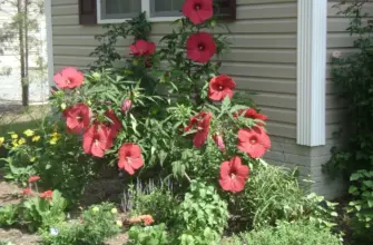 Гибискус гибридный Hibiscus hybridus