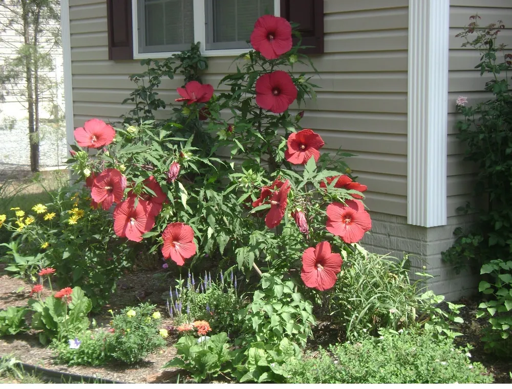 Гибискус гибридный Hibiscus hybridus