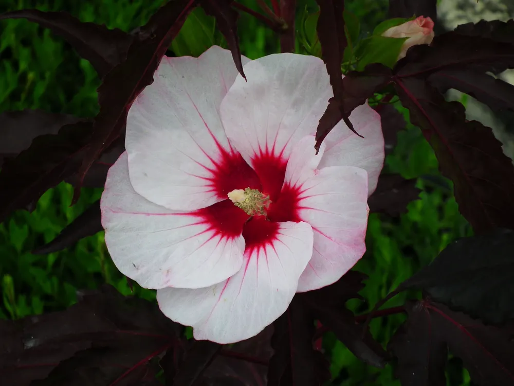 Гибискус Hibiscus moscheutos