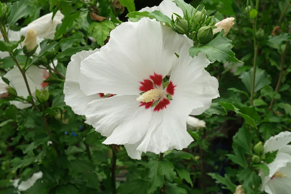 Гибискус сирийский Hibiscus syriacus