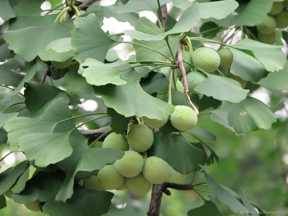 Ginkgo Biloba гинкго