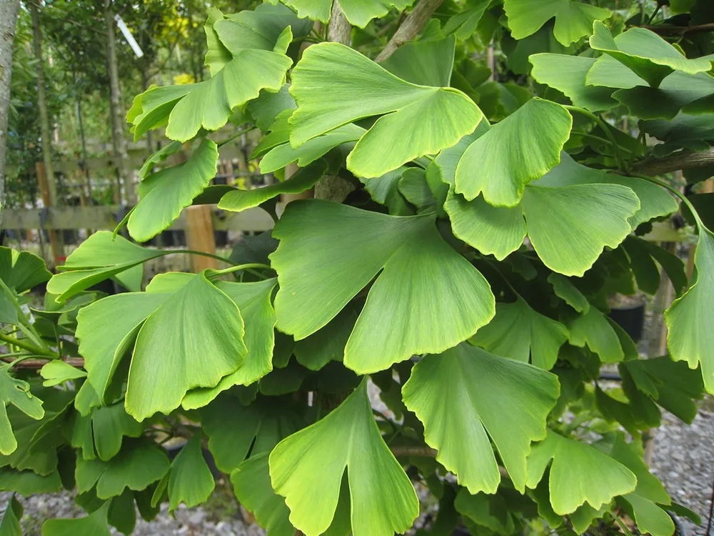 Гинкго билоба Ginkgo Biloba