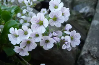 Гипсофила Ясколковидная Gypsophila cerastioides