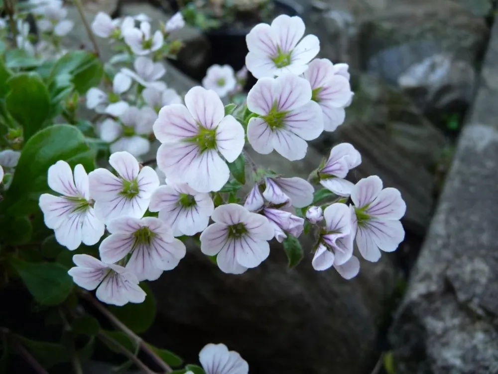 Гипсофила Ясколковидная Gypsophila cerastioides