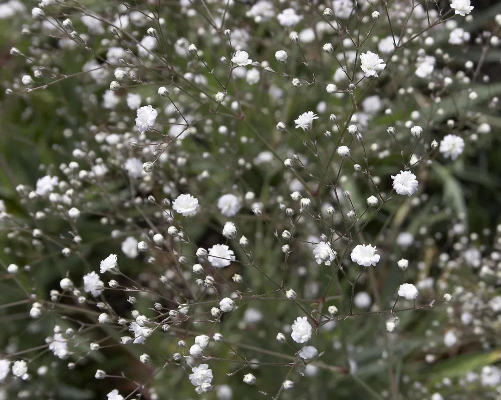 Гипсофила paniculata ‘Bristol Fairy’