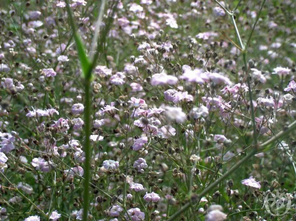 Гипсофила Тихоокеанская Gypsophila Pacifica