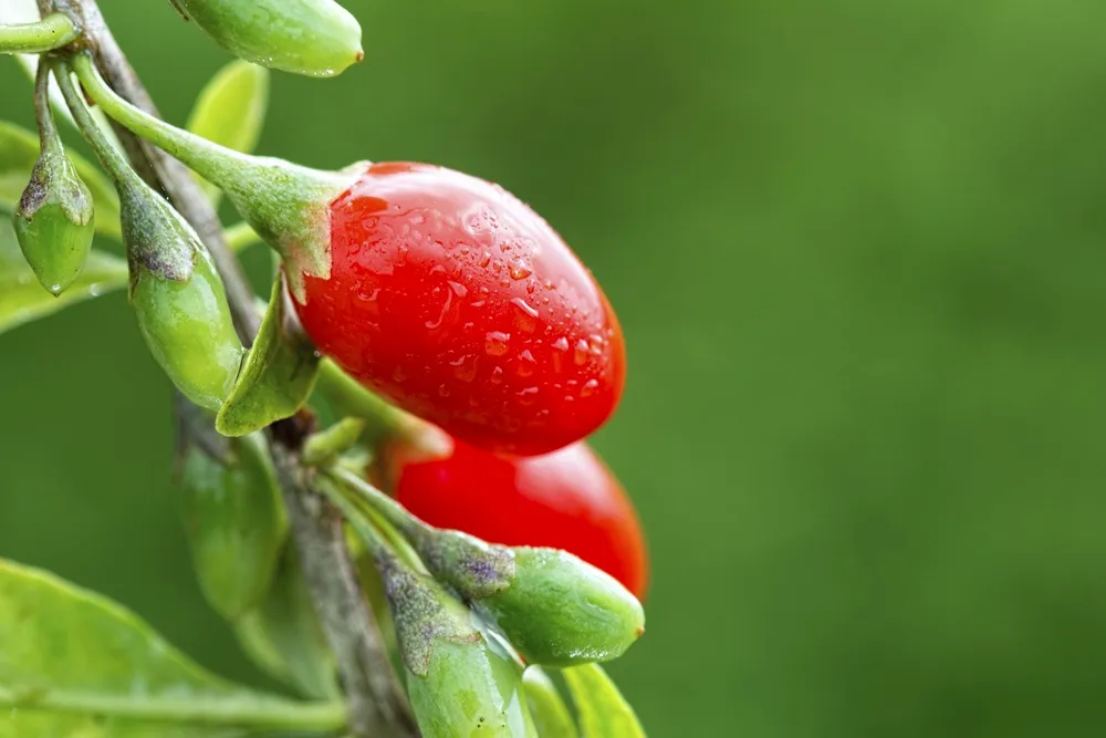 Goji Berry