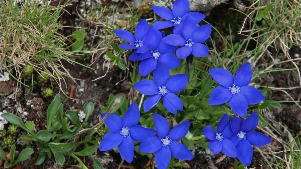 Голубая горечавка Gentiana