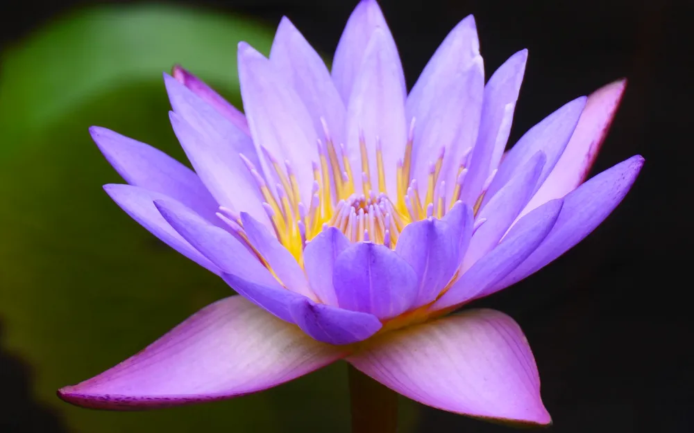 Голубой Лотос Nymphaea caerulea