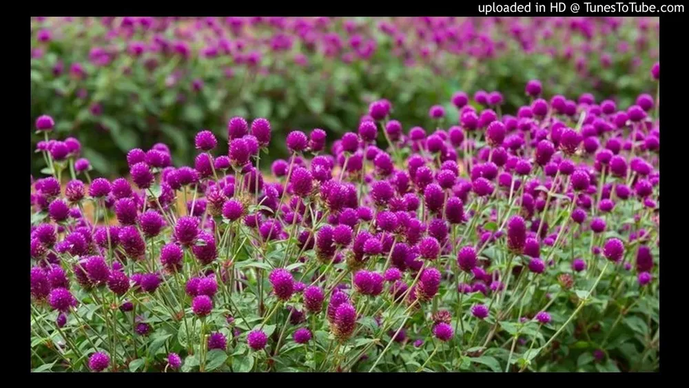 Гомфрена шаровидная Globe Amaranth