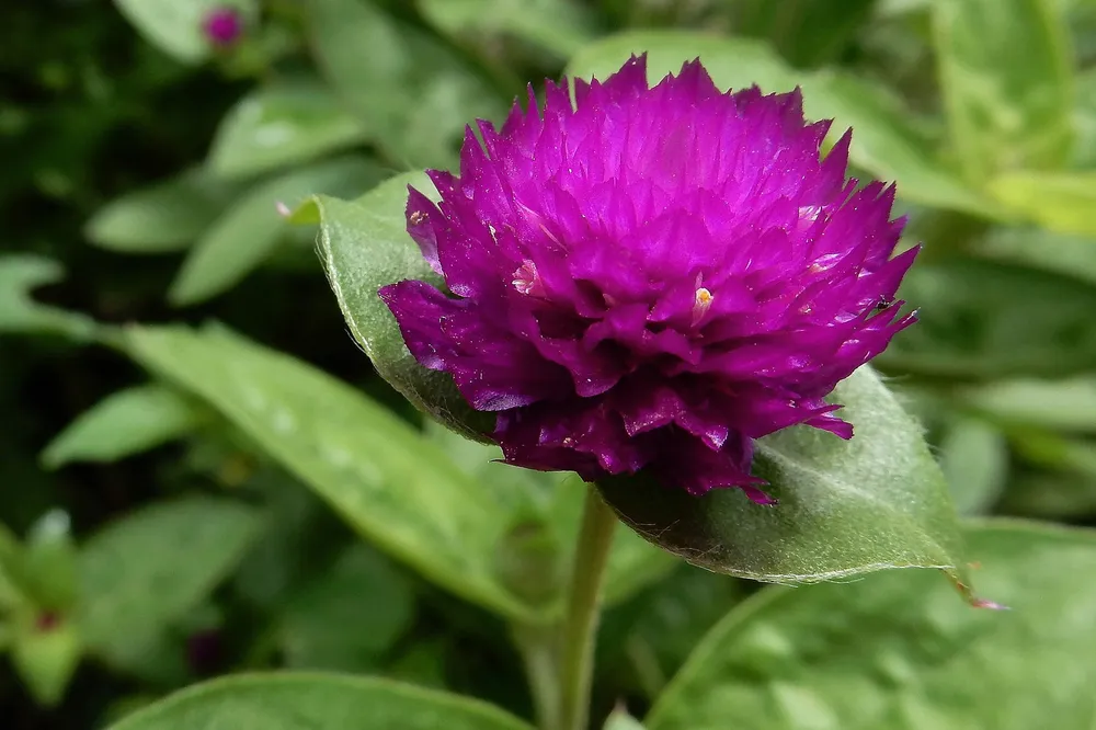 Гомфрена шаровидная Globe Amaranth