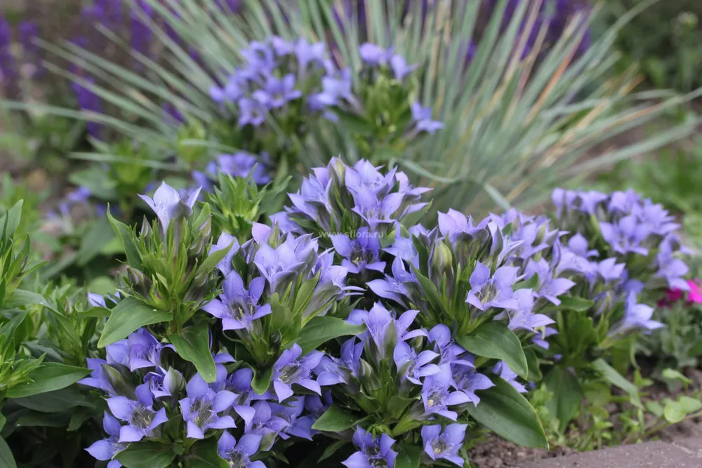 Горечавка семираздельная - Gentiana septemfida.