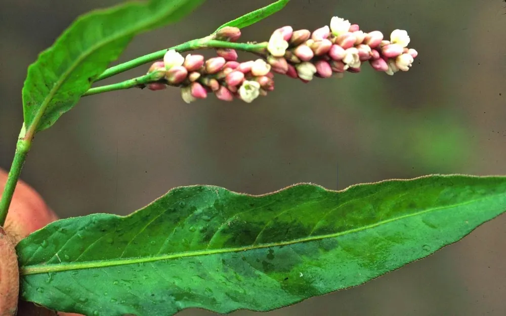 Горец почечуйный Persicaria maculosa