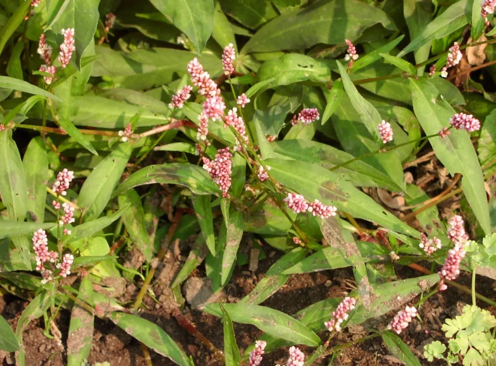 Горец шероховатый Polygonum scabrum