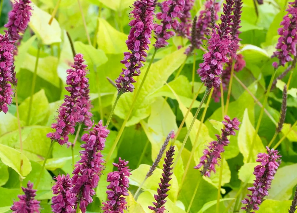 Горец стеблеобъемлющий Persicaria