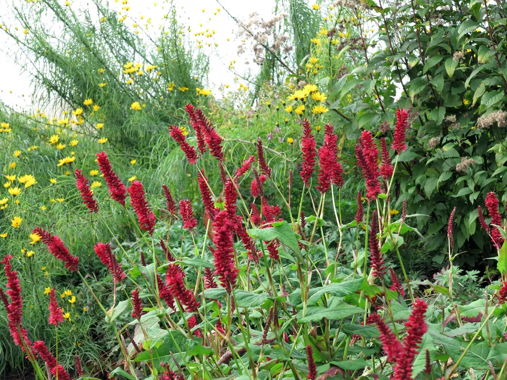 Горец стеблеобъемлющий Persicaria amplexicaulis