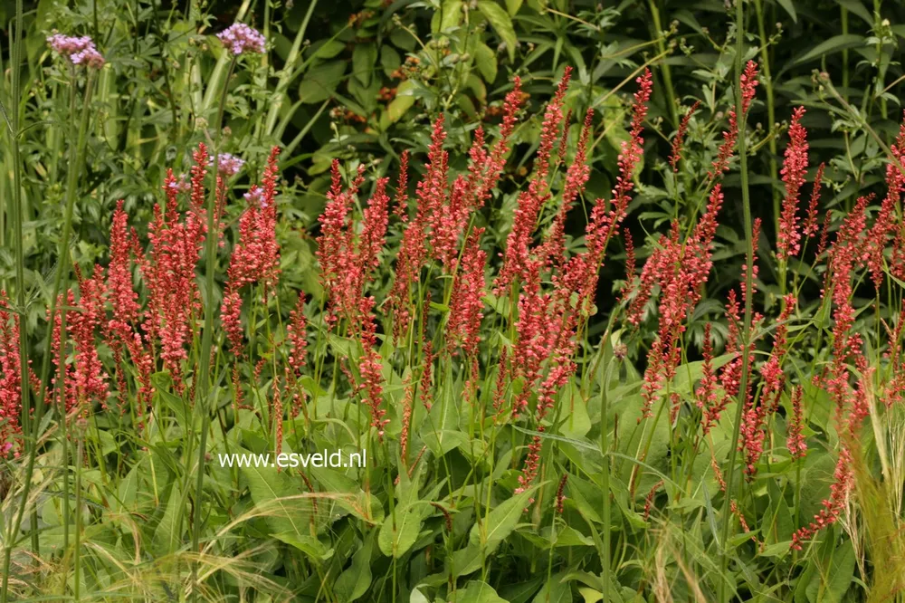 Горец свечевидный Persicaria amplexicaulis Orange field