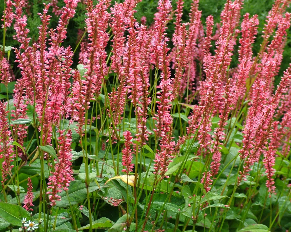 Горец свечевидный Persicaria amplexicaulis Orange field