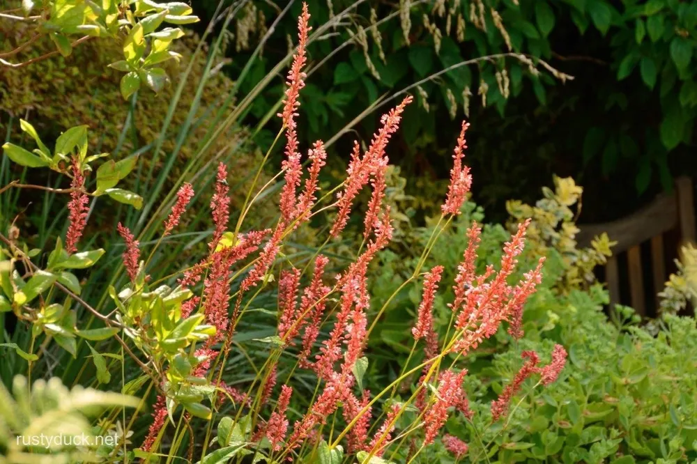 Горец свечевидный Persicaria amplexicaulis Orange field