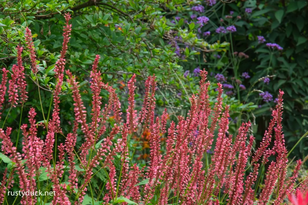 Горец свечевидный Persicaria amplexicaulis Orange field