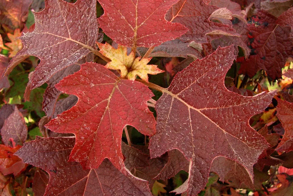 Гортензия дуболистная Burgundy