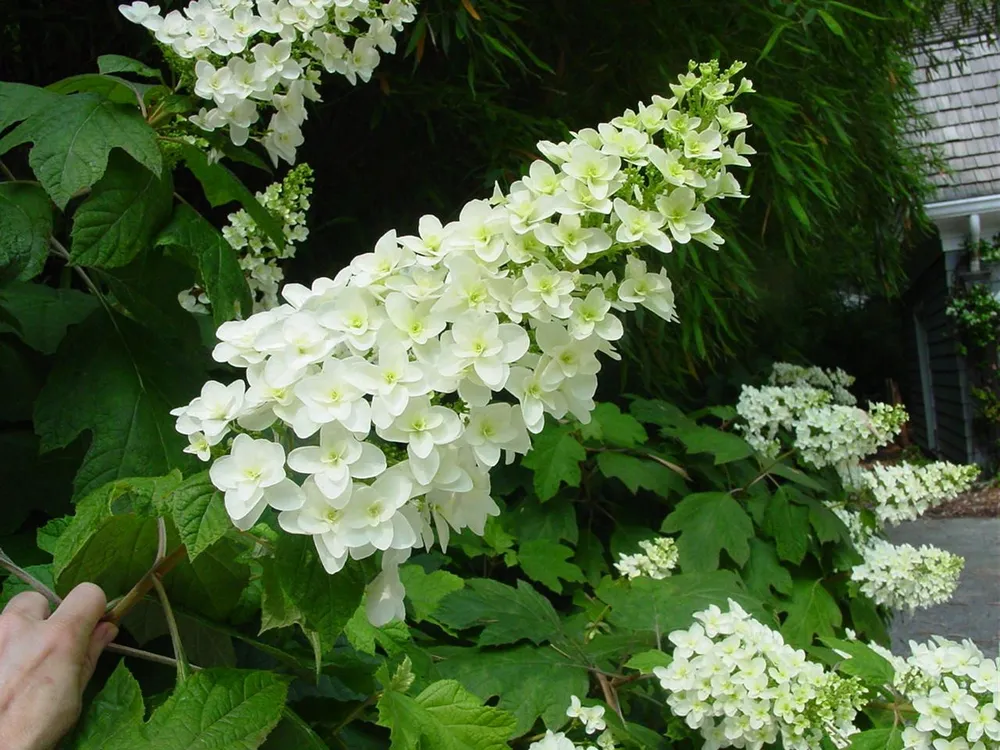 Гортензия дуболистная Hydrangea quercifolia Snowflake