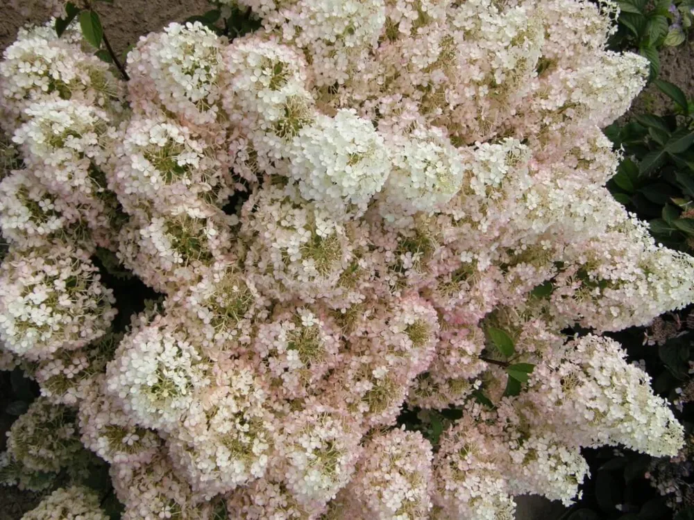 Гортензия метельчатая бобо Hydrangea paniculata Bobo