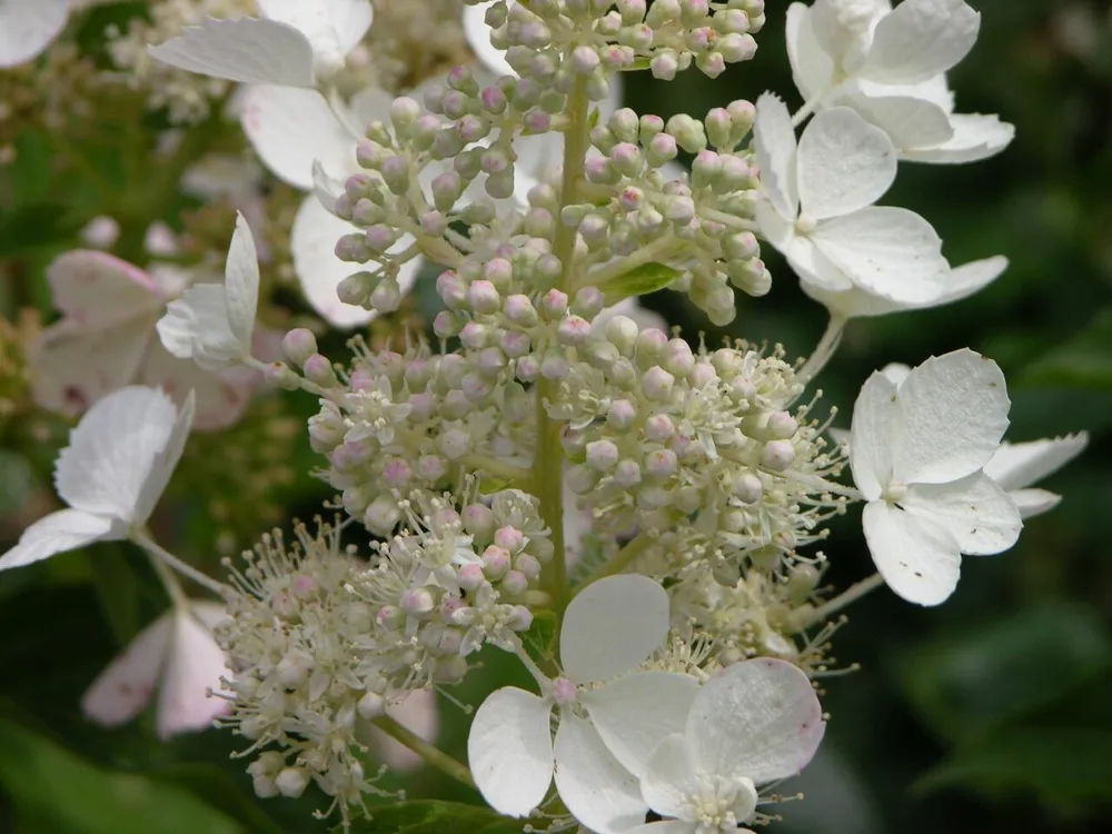 Гортензия метельчатая White