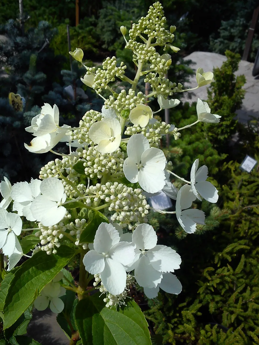 Гортензия метельчатая White Lady