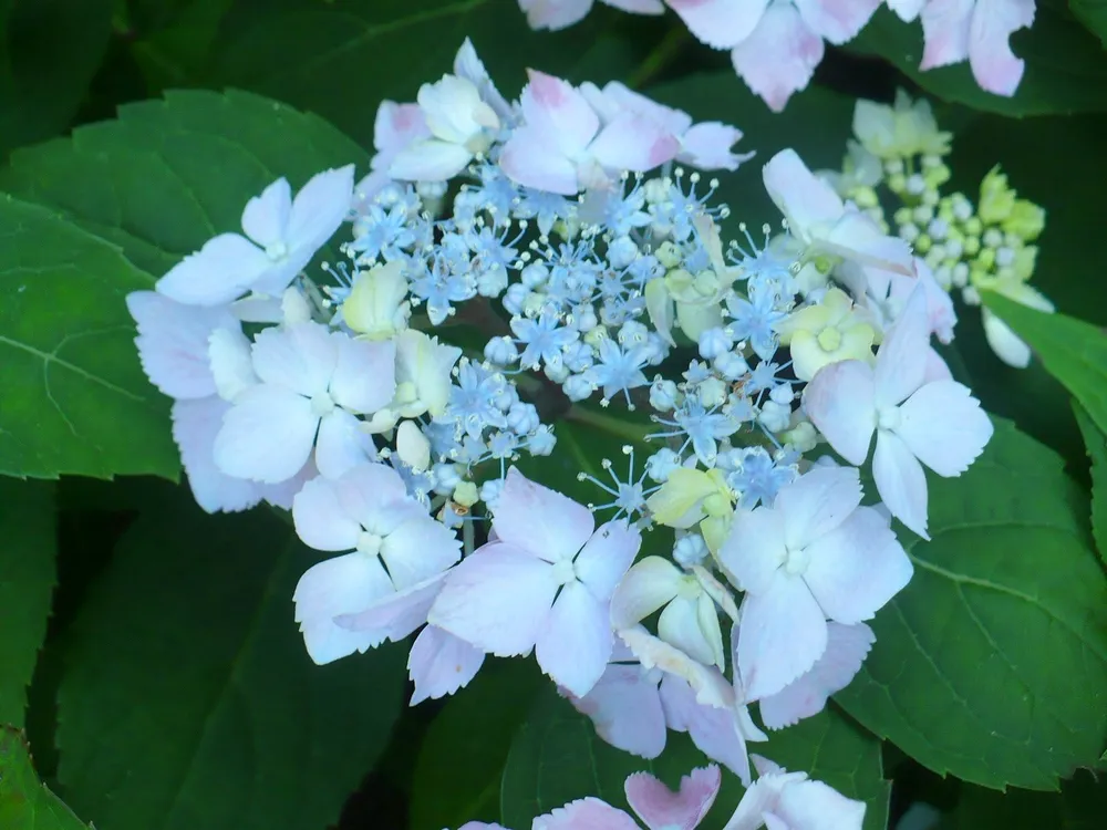 Гортензия пильчатая Hydrangea serrata