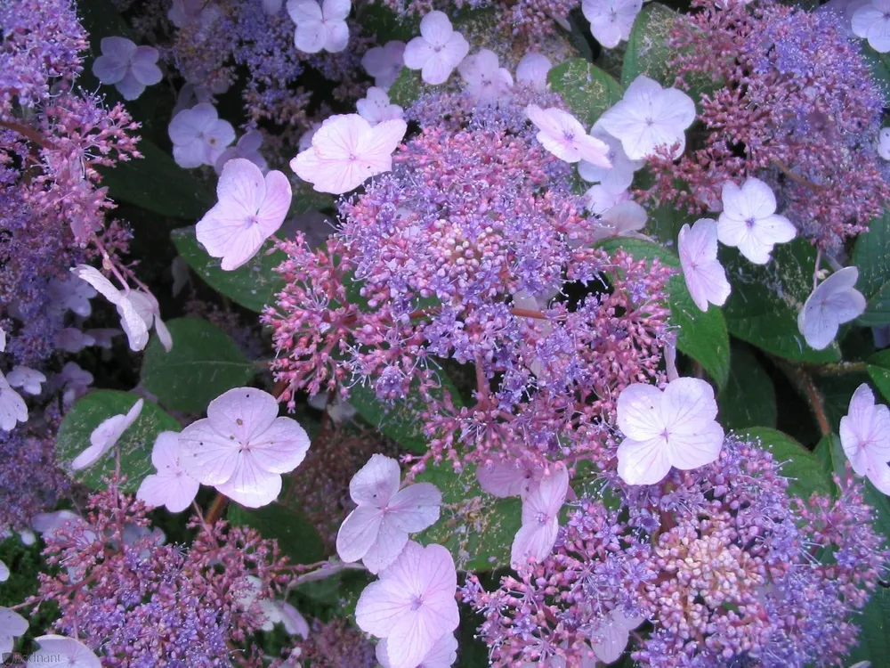 Гортензия шершавая Hydrangea aspera