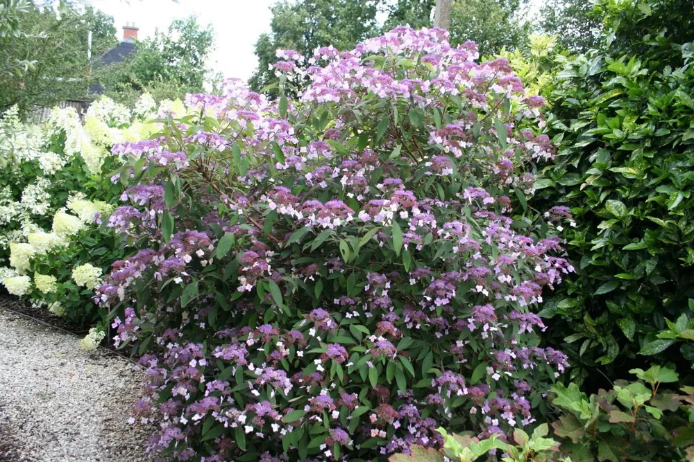 Гортензия шершавая Hydrangea aspera macrophylla