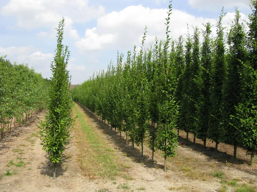 Граб обыкновенный Carpinus betulus