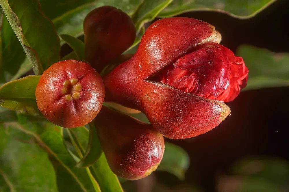 Гранат обыкновенный Punica granatum