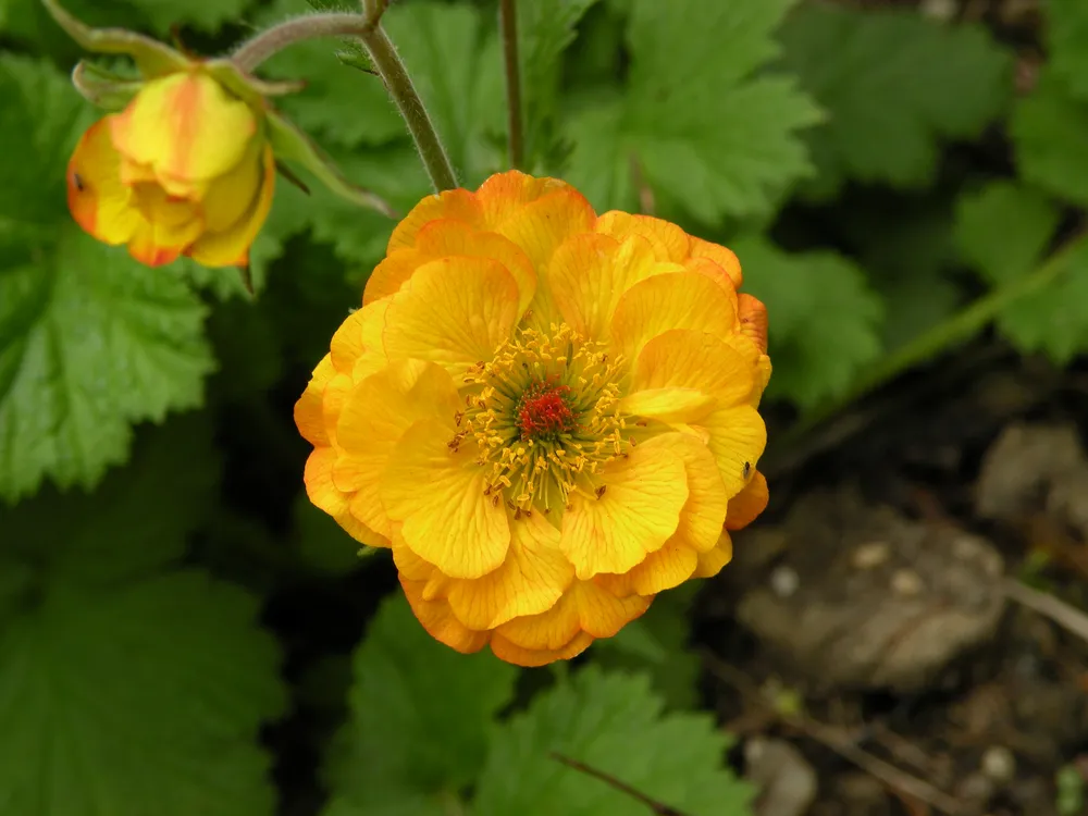 Гравилат Geum Mango