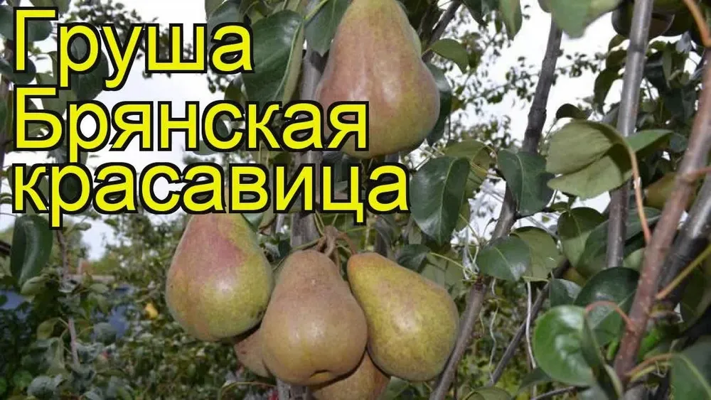 Груша Брянская красавица