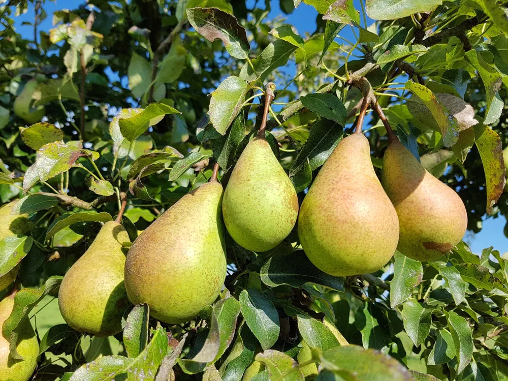 Груша Чижовская Pyrus communis