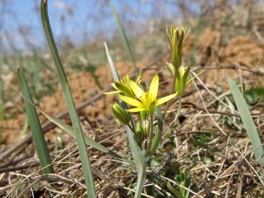 Гусиный лук краснеющий Gagea erubescens