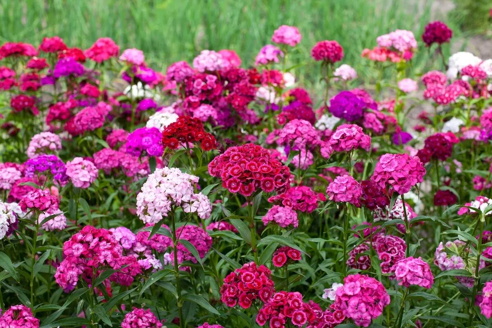 Гвоздика бородатая - Dianthus barbatus